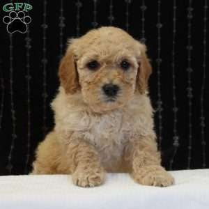 Gem, Mini Goldendoodle Puppy